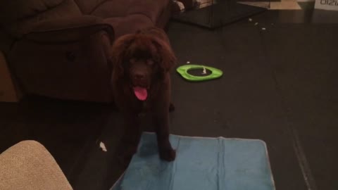 Giant puppy confuses cooling pad for chew toy