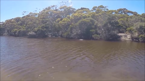 Koala SWIMS the Harriet River on Kangaroo Island, South Australia!