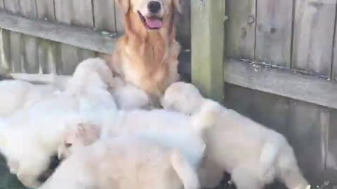 Baby puppies Play with Mama video