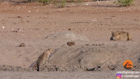 Leopard Walks Right into a Lion