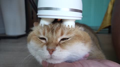 funny cat massage