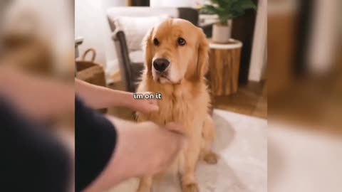 Dog Funny Video 😂 🐕