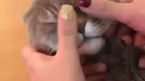 Massage for cat 😂