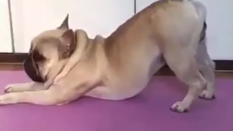 Dog Doing Yoga: It's Not As Difficult As You Think