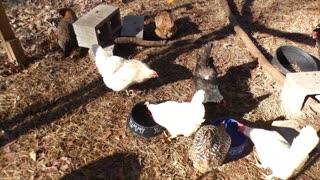 Do chickens like beets? Not sure. They're an acquired taste.