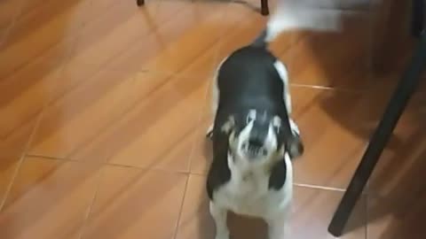 Dog has a curious reaction when he wants to walk
