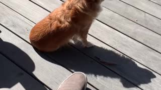 My dog singing along with trumpet