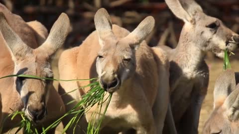 kangaroos