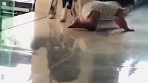 funny dog protects baby