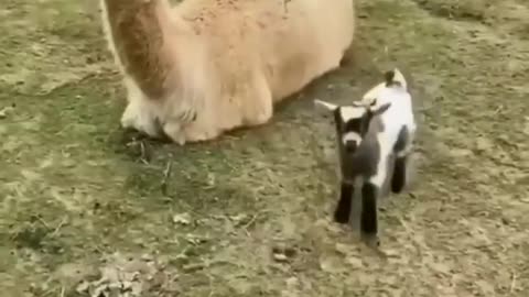 Try Not To Laugh .Amazing . funny animal videos ... cute . crazy & smart goats ...