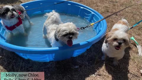 Complete Turnaround Stories from Rescued Puppy Mill Survivors - Colorado Gives Day