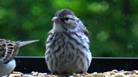 Chirping Sparrows Feeding