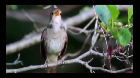 A bird sings beautiful