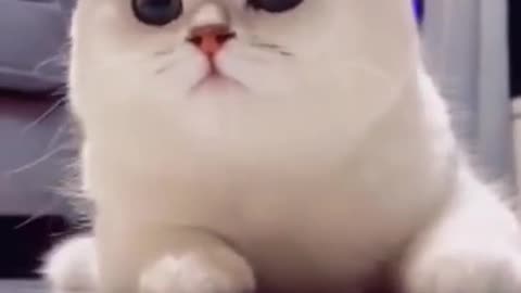 Cat Smiling Video