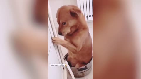 Best and funny short video of dog