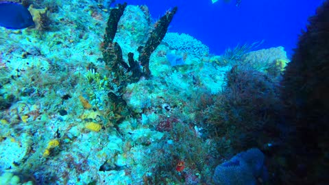 Cozumel SCUBA Diving Punta Tunich Puffer fish