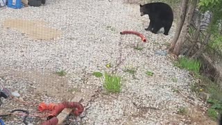 Black Bear Causes Trouble