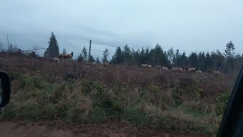 Elk herd NW Oregon