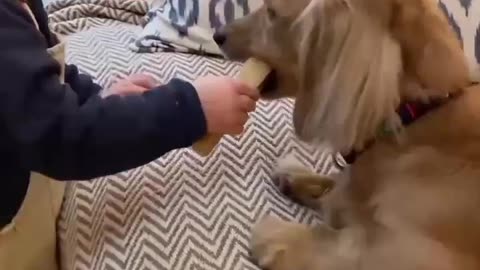 Dog animal video