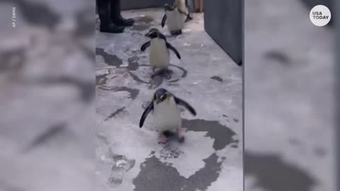 Adorable penguins flap all the way into their new home