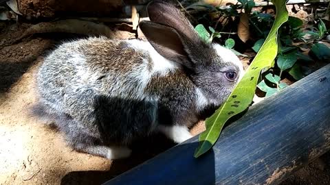 😍🐇Adorable Baby Rabbits; Loving Pets [Part 06]🐇😍