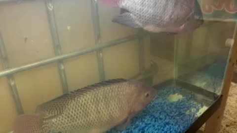 Tilapia breeding