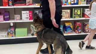 German Shepherd Off-Leash Heeling at Target