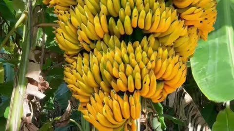 Amazing Banana 🍌 grafing