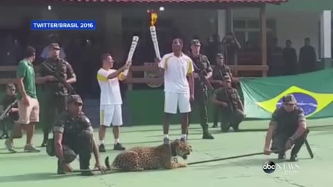 Escaped Jaguar in Olympic Ceremony Shot in Brazil
