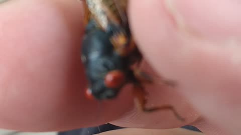 Cicada Chirping