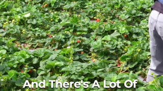 🍓 The Challenges Of Strawberry Farming: Navigating Failures 🌧️❄️