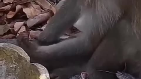 the moment the monkey gave birth😱