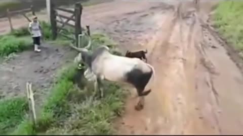 The fight between the cow and the two dogs