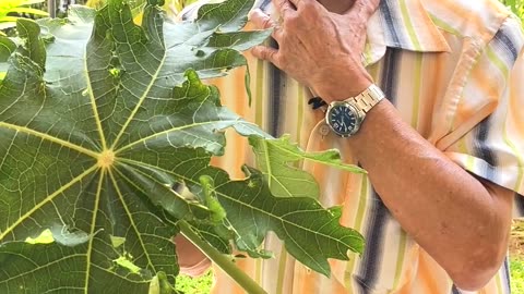 Cancer & Stroke: Jimmy Lee's DIY Papaya Leaf Cure (3 of 5)