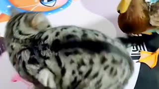 Amazing animal videos