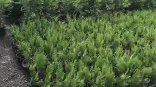 Potted green giants at Highland Hill Farm near Philadelphia