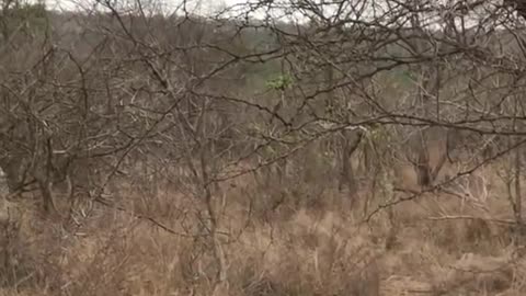 Hyena Steals Impala from Python