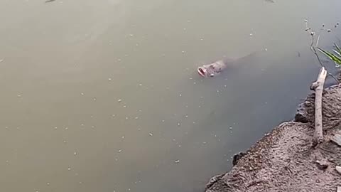 Giant gourami fish