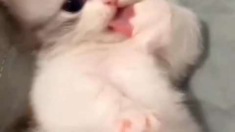 Play with cute cat