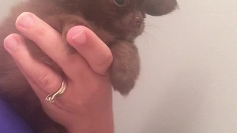 Puppy looks like Gizmo