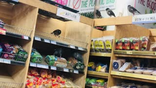 Birds Take Over Grocery Store Bread Section