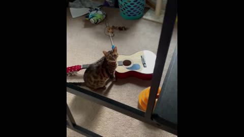 The cat is learning to play the guitar