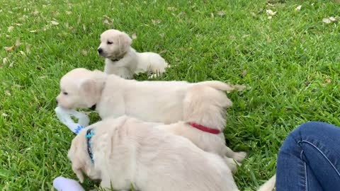 Pups in Evan's yard