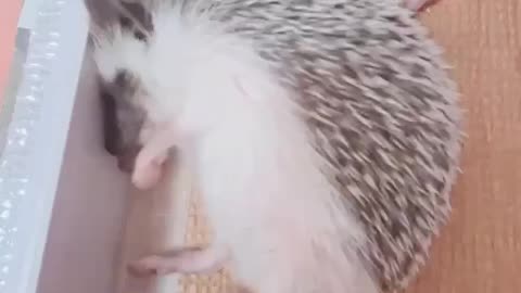 Little hedgehog is dreaming