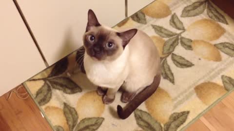 Cute Cat Replies to "what buddy? what?" Talking Cat Smart cat