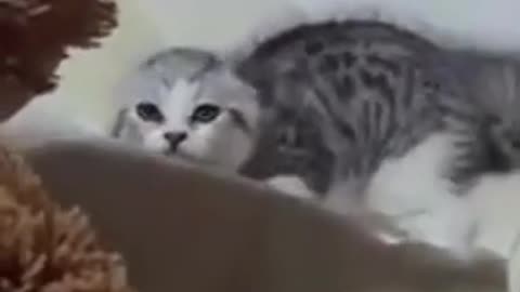 funny cats when scared