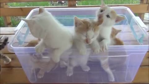 Kittens meowing (too much cuteness) - All talking at the same time