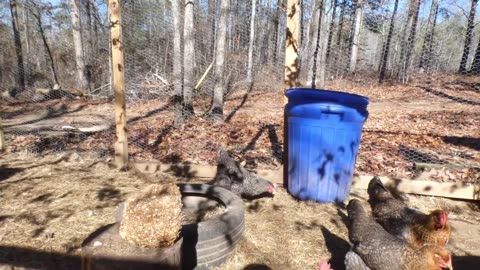 Do chickens like canned mushrooms? Sure do.