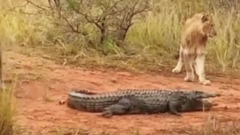 Who will win in the end, the lion or the crocodile?