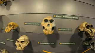 Evolution of humans. Skulls. Natural history museum. 7th Nov 2022